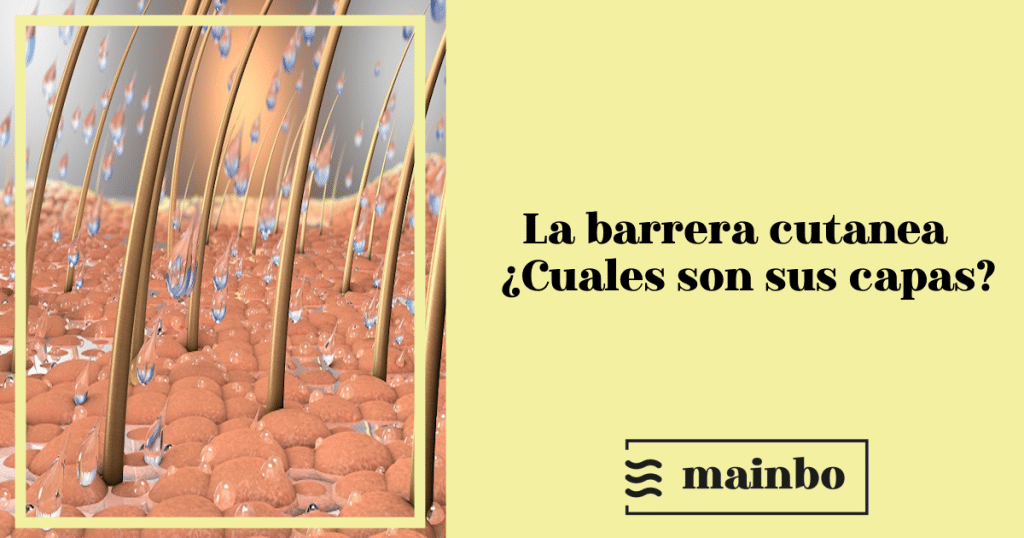 barrera cutánea
