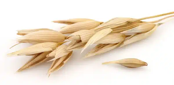 Avena
