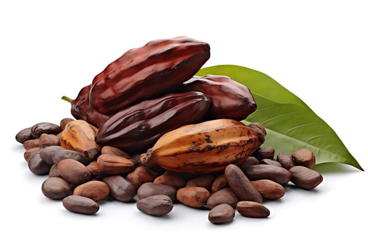 Cacao