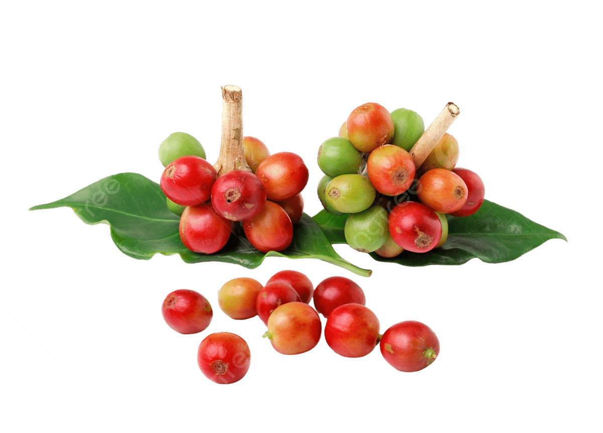 Cafeína