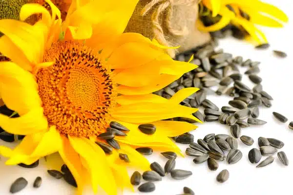 Girasol