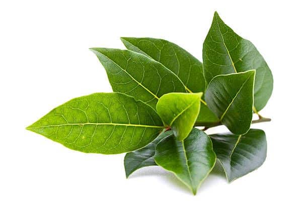 Laurel