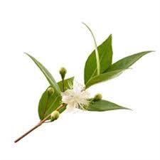 Palo de Rosa de Jamaica