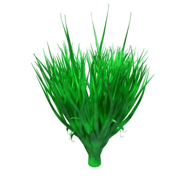 Espirulina