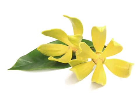 Ylang Ylang
