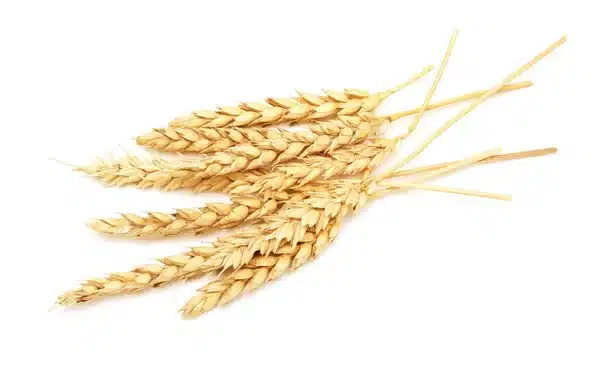 Aceite de trigo
